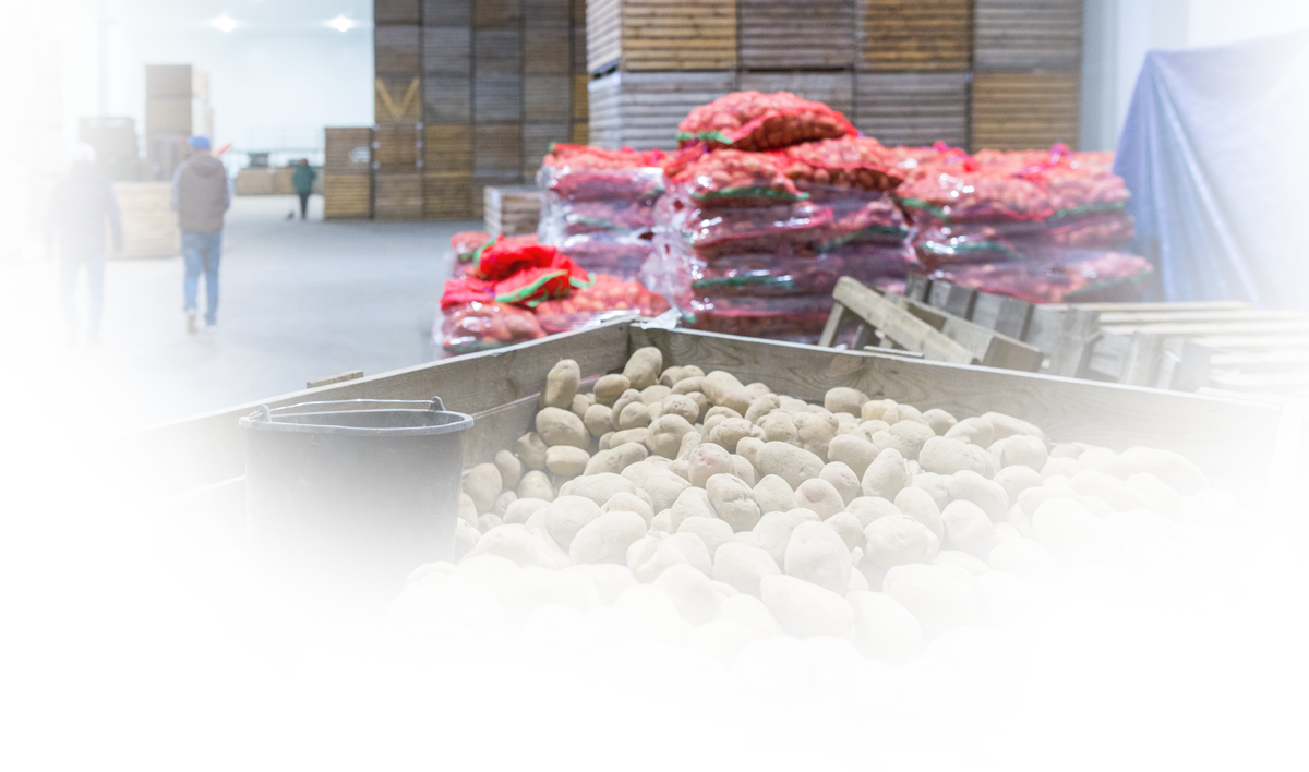 Produce Growers & Food Processing shed with bagged potatoes and produce crates. packaging solution